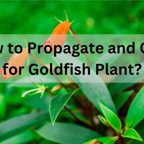 Goldfish Plant