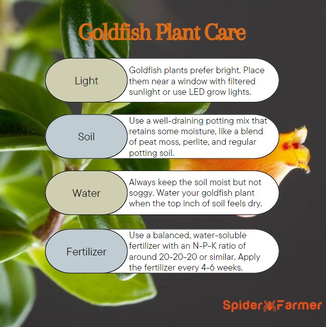 Goldfish Plant Care