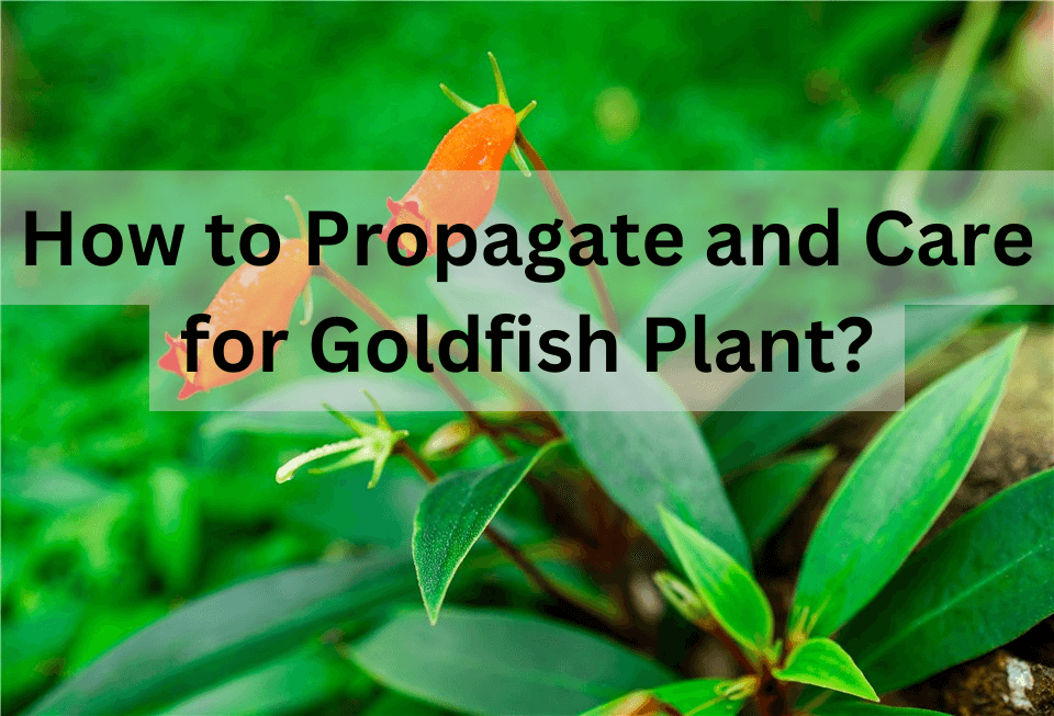 Goldfish Plant