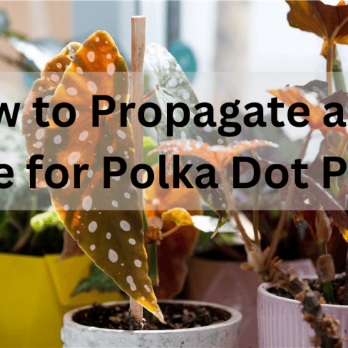 Polka Dot Plant Care