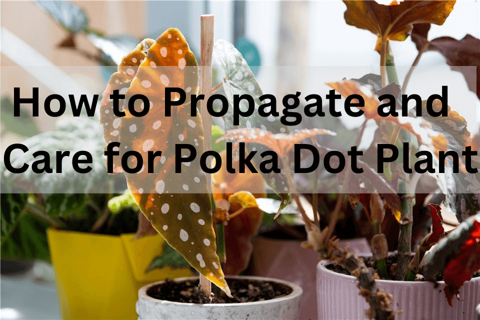 Polka Dot Plant Care