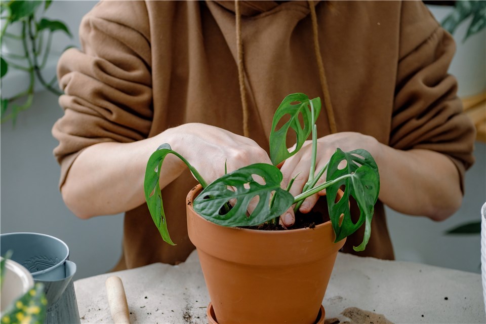 Monstera Adansonii Propagation