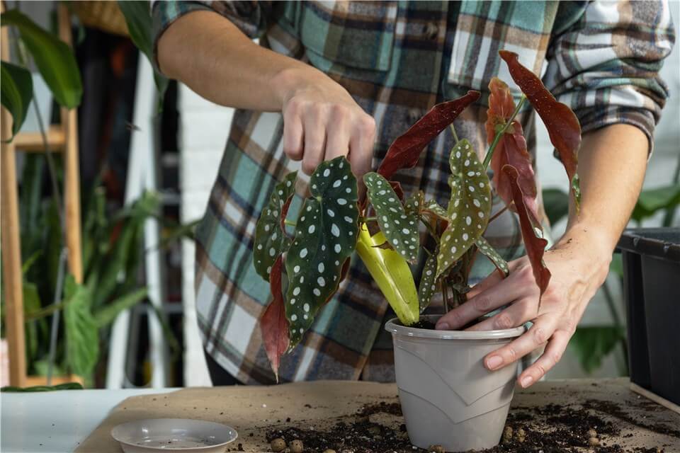 How to Propagate Polka Dot Plant