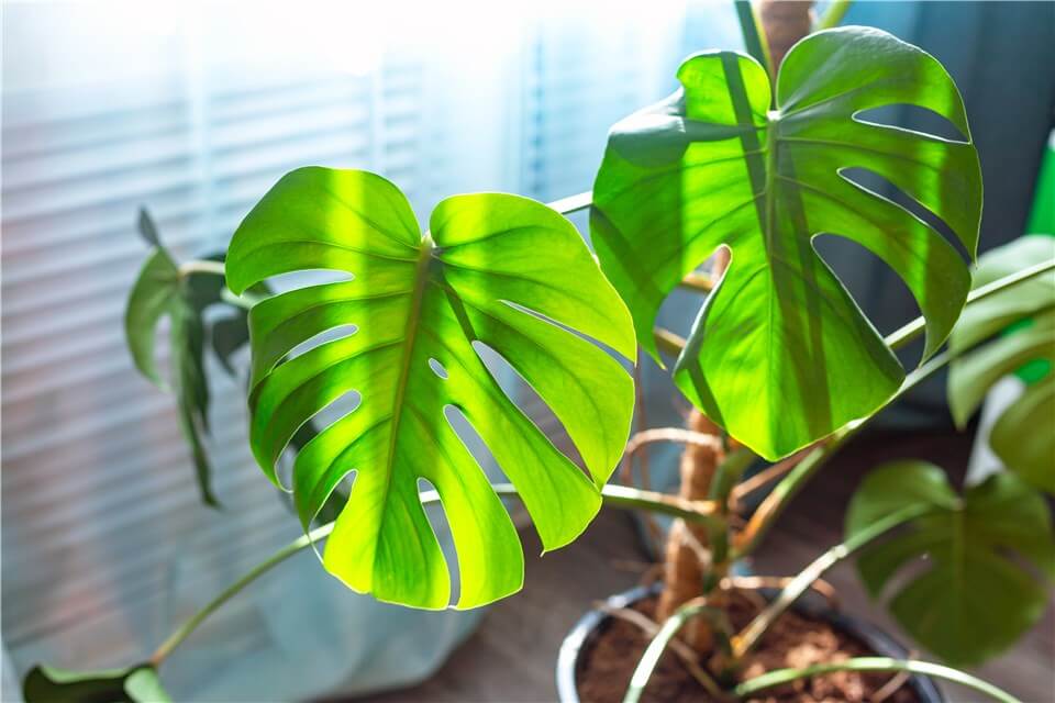 Monstera Adansonii Lighting