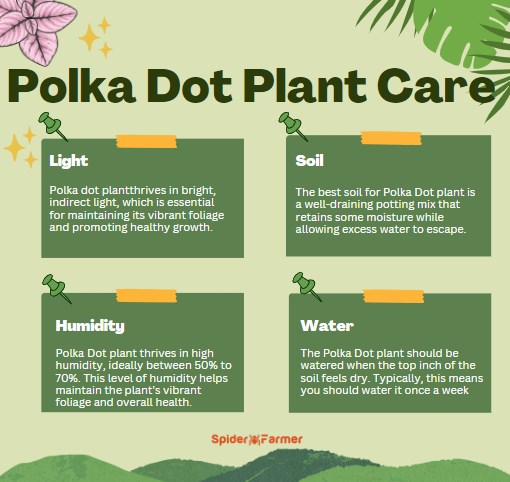 Polka Dot Plant Care