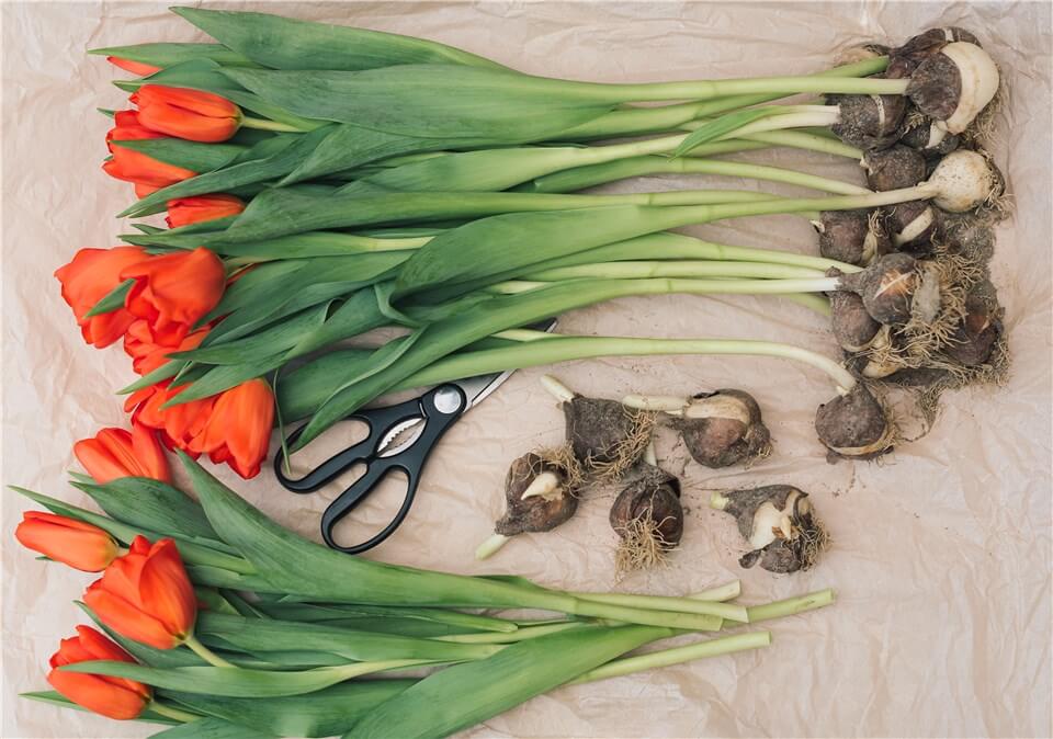 Post-Planting Care for Tulips