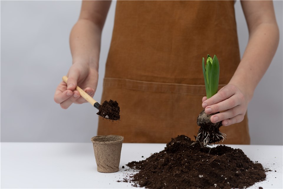 Prepare the Soil for Tulips