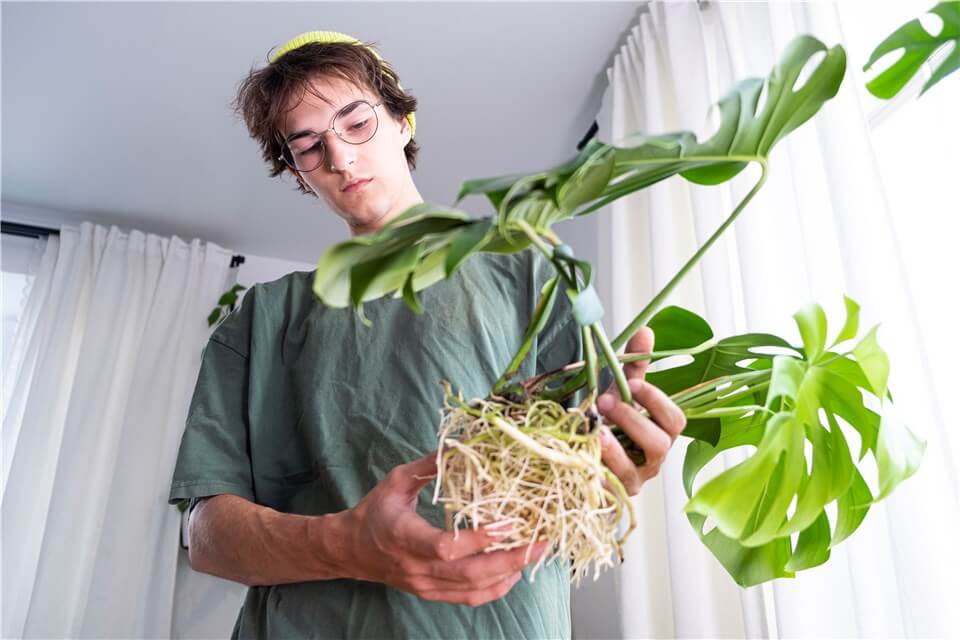 Prevent Monstera Adansonii from Root Rot