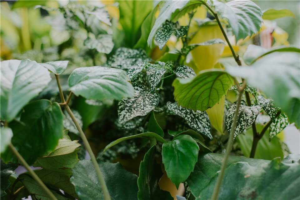 Spider Mites on Plants