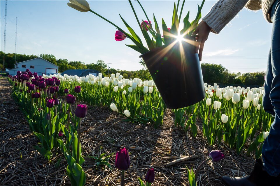 Tulips Full to Sun Exposure