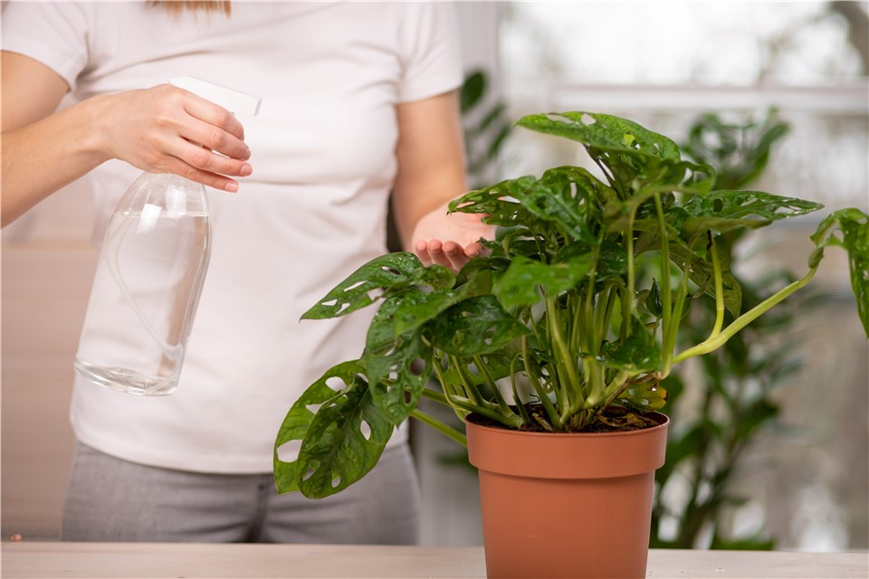 Water Monstera Adansonii