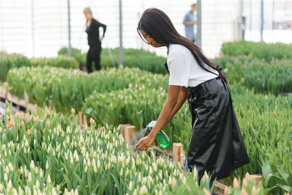 Water Tulip Bulbs