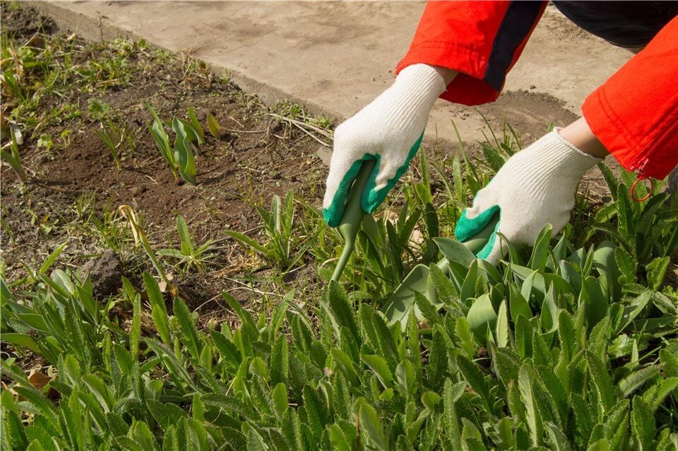 Weed Suppression in Tulips