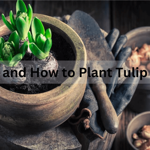 When to Plant Tulip Bulbs