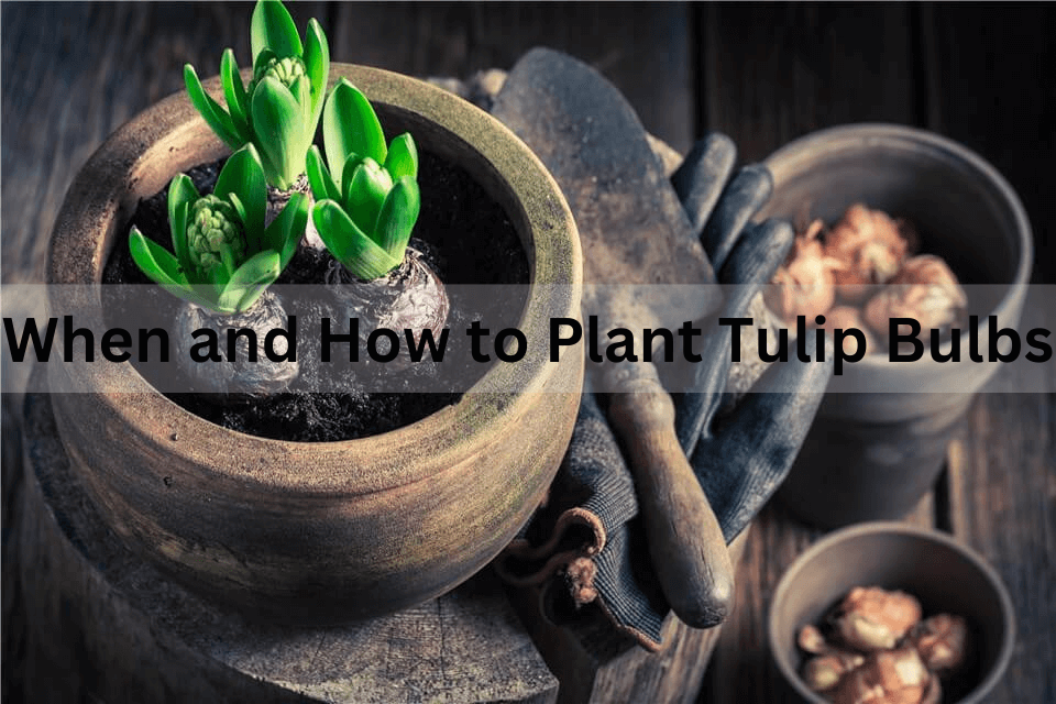 When to Plant Tulip Bulbs