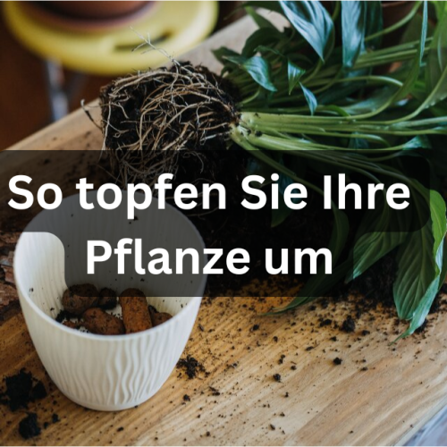 So topfen Sie Ihre Pflanze um