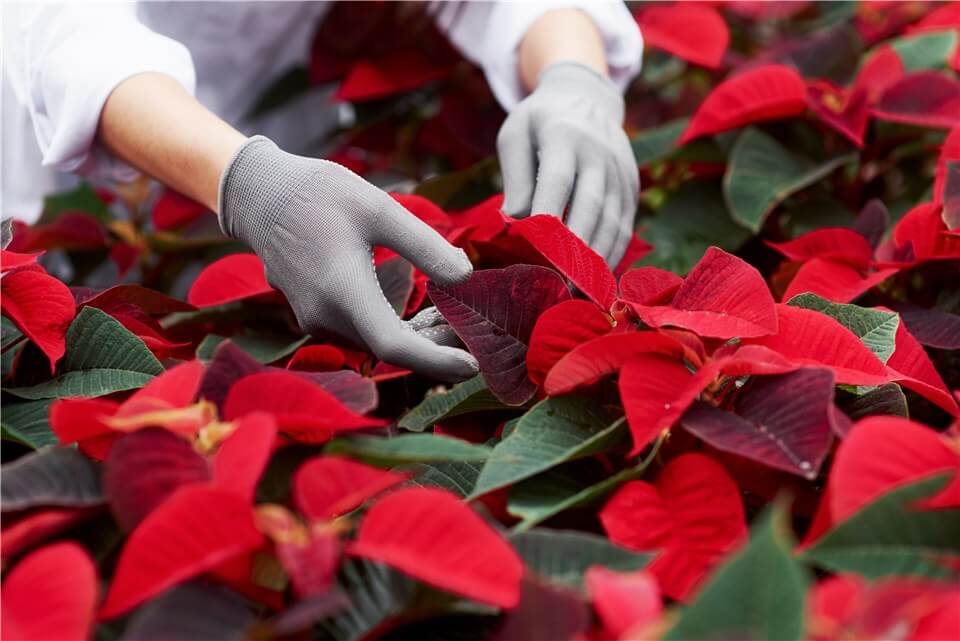 Can Poinsettias be Outside?