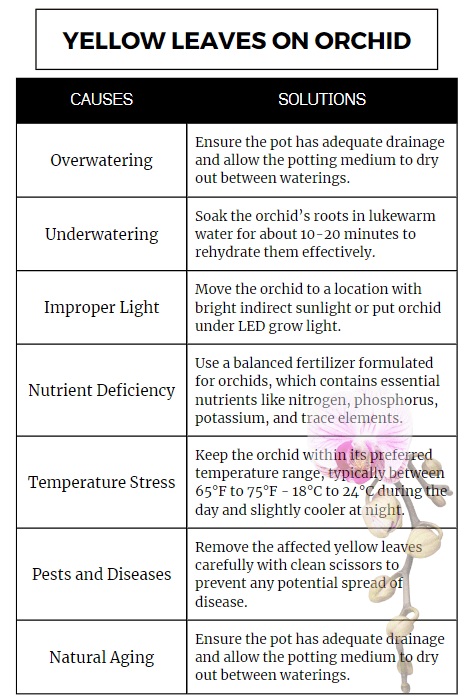Fix Yellow Leaves on My Orchid