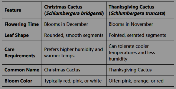 Differences between Christmas and Thanksgiving Cactus