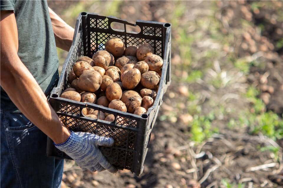 When to Harvest Russet Potatoes?