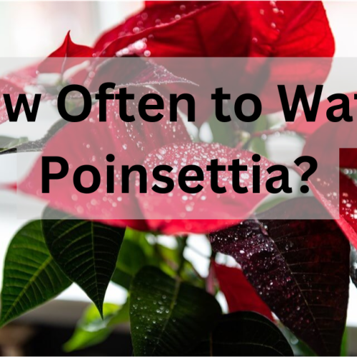 How Often Should You Water a Poinsettia?