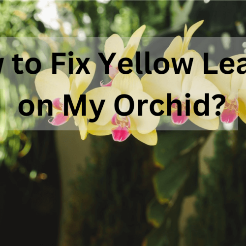 How to Fix Yellow Leaves on My Orchid