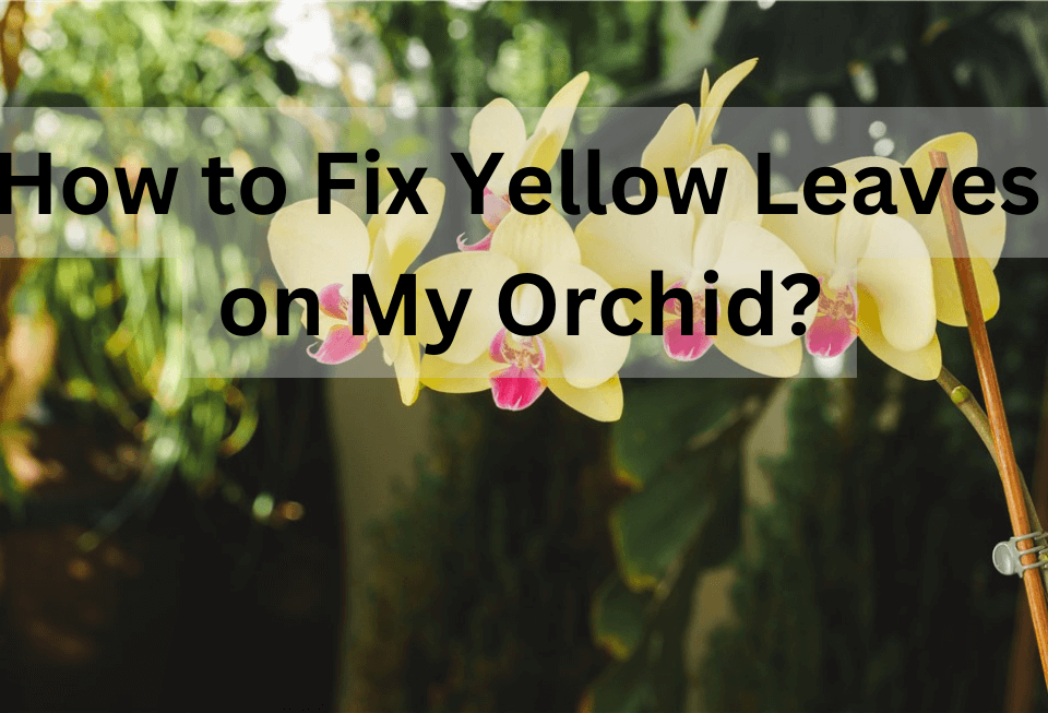 How to Fix Yellow Leaves on My Orchid