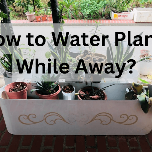 How to Water Plants While Away?