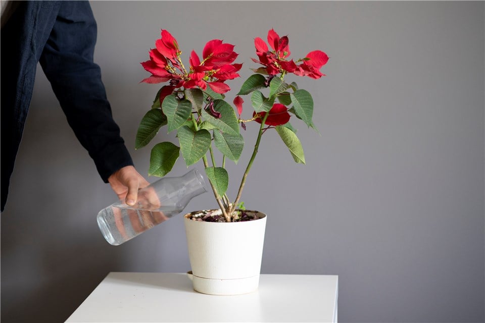 How Often to Water Poinsettias?