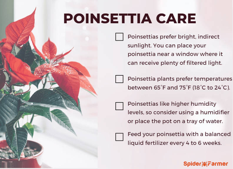 How to Care for a Poinsettia?