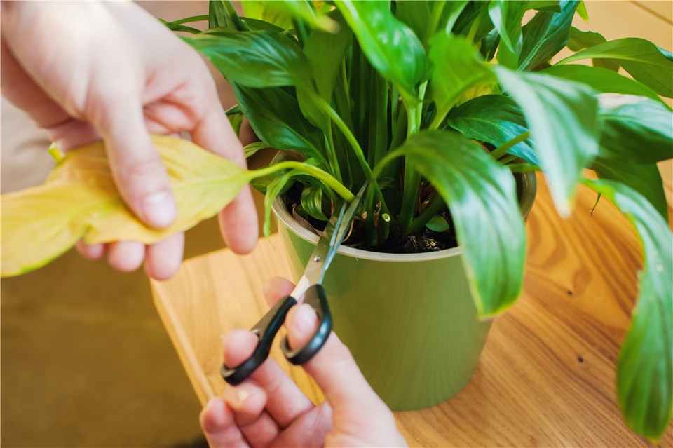 Should You Cut Off Yellow Orchid Leaves