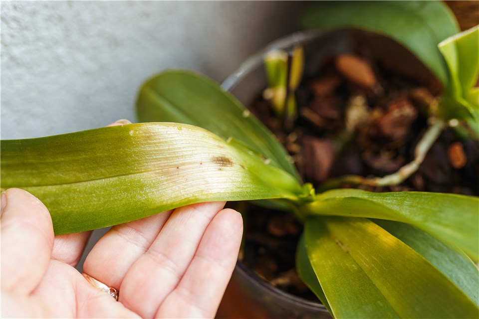 Sunburn on Orchid Leaves