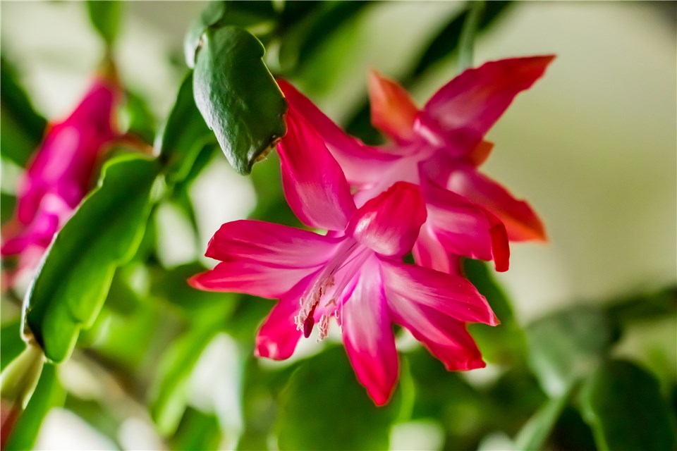 Thanksgiving Cactus Bloom