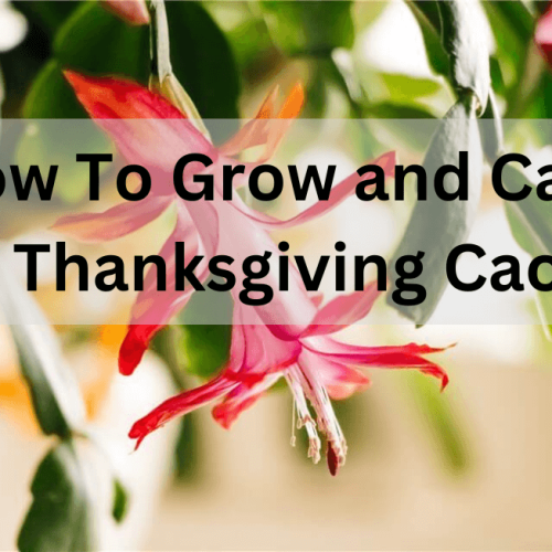 Grow and Care For Thanksgiving Cactus