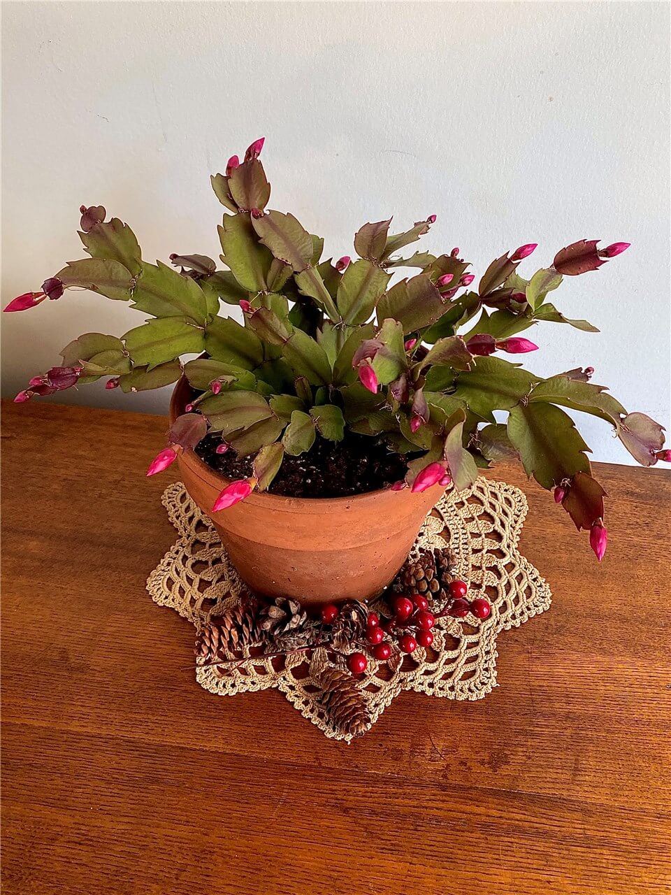 How to Propagate Thanksgiving Cactus