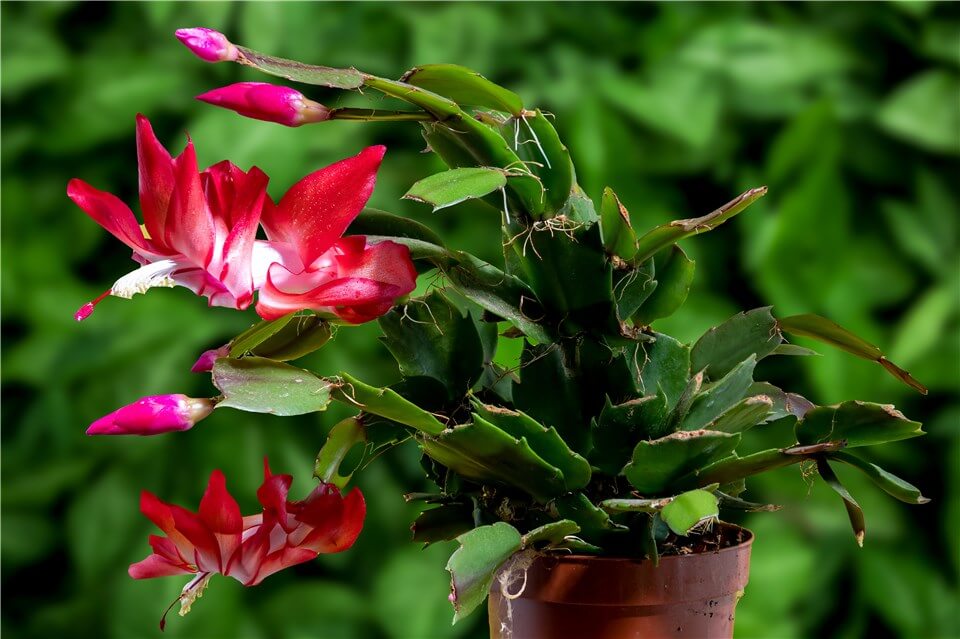 Thanksgiving Cactus Temperature