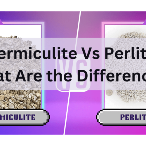 Vermiculite Vs Perlite