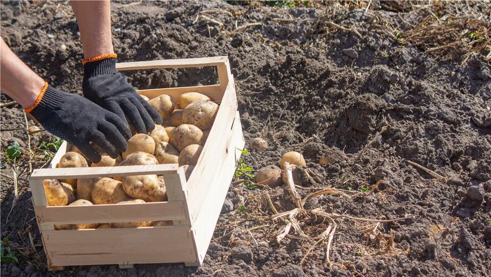 When to Harvest Potatoes from a Raised Bed?