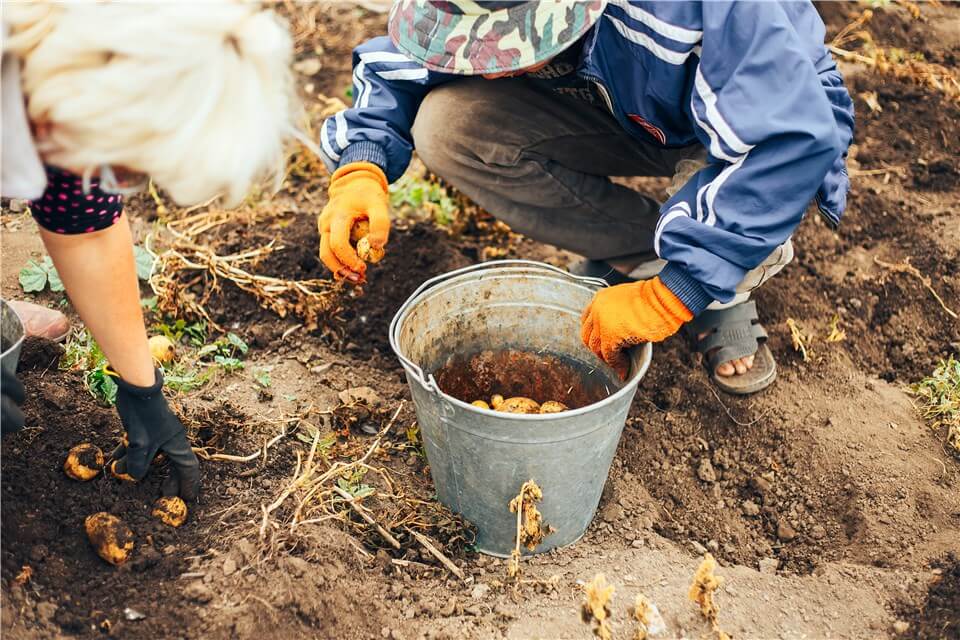 When to Harvest Potatoes in Containers?