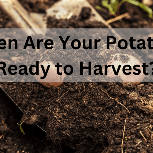 When Are Potatoes Ready to Harvest