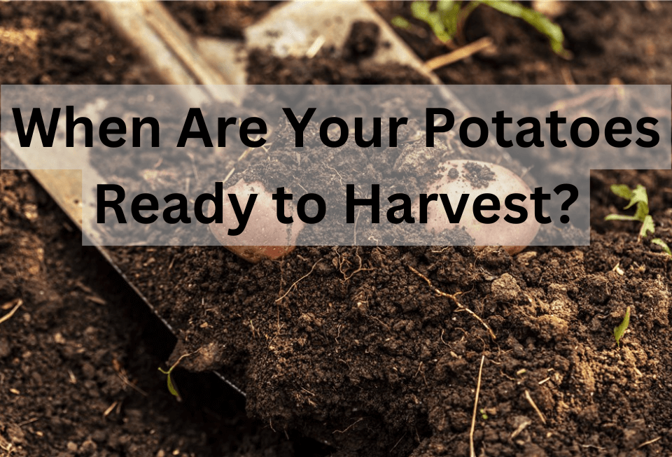 When Are Potatoes Ready to Harvest