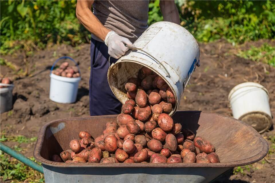 When to Harvest Red Potatoes?