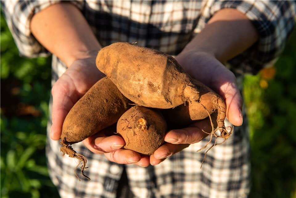 When to Harvest Sweet Potatoes?