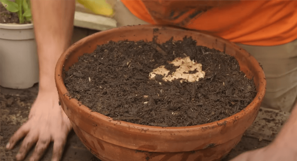 Bury the Ginger with Slightly Acidic Soil