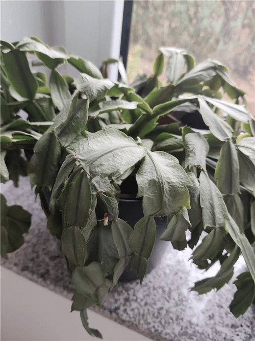 Christmas Cactus Limp and Wrinkled