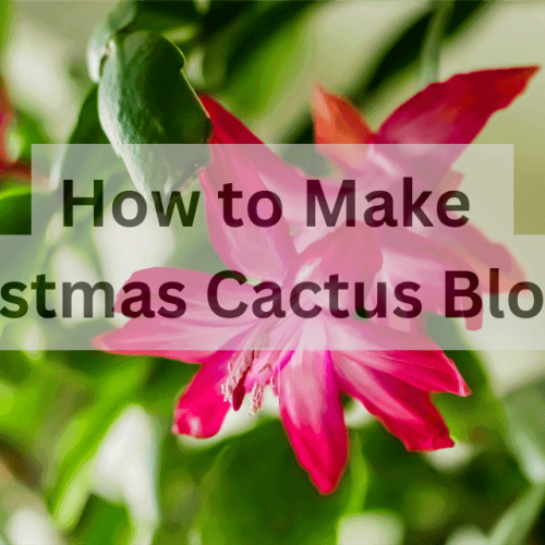 How to Make Christmas Cactus Bloom