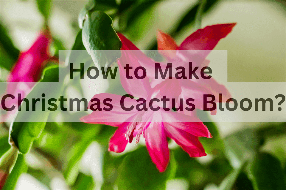 How to Make Christmas Cactus Bloom