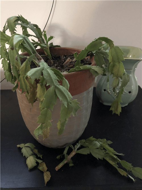 Christmas Cactus Drooping 