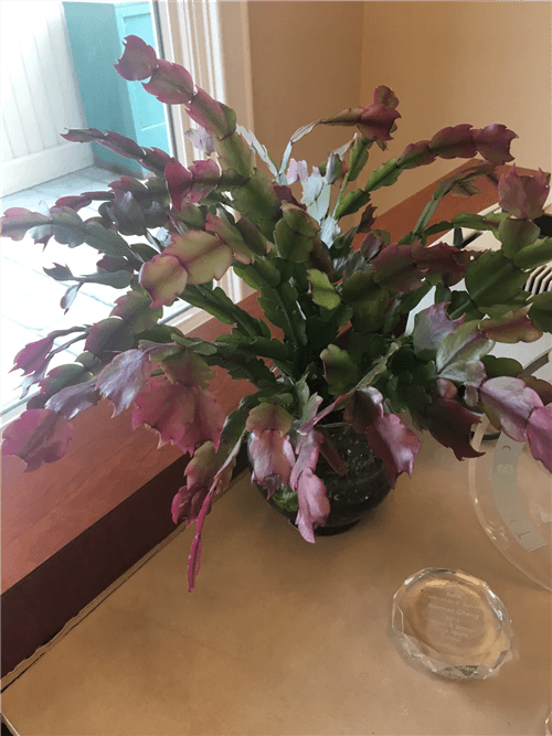 Christmas Cactus Leaves Turning Red 