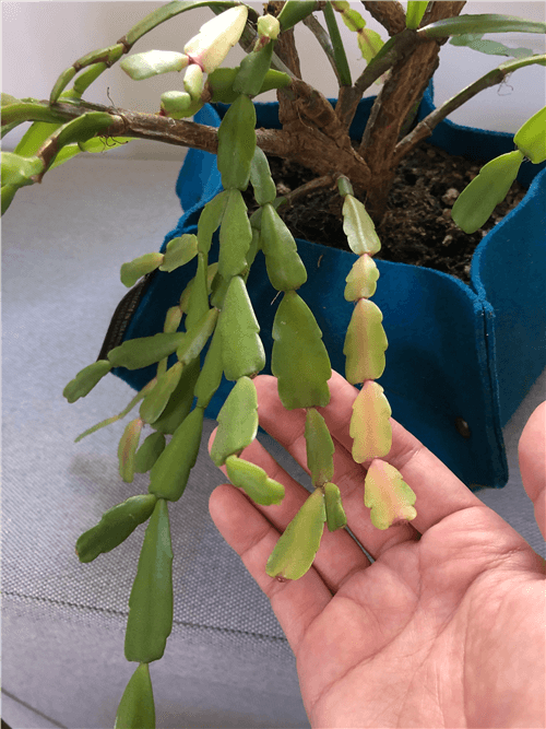 Christmas Cactus Leaves Turning Yellow